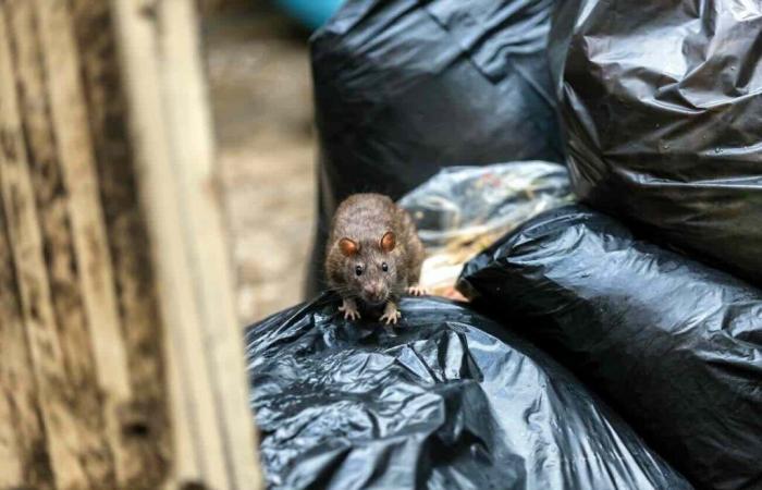 Le maire du 17e arrondissement invité à New York pour partager son secret anti-rats