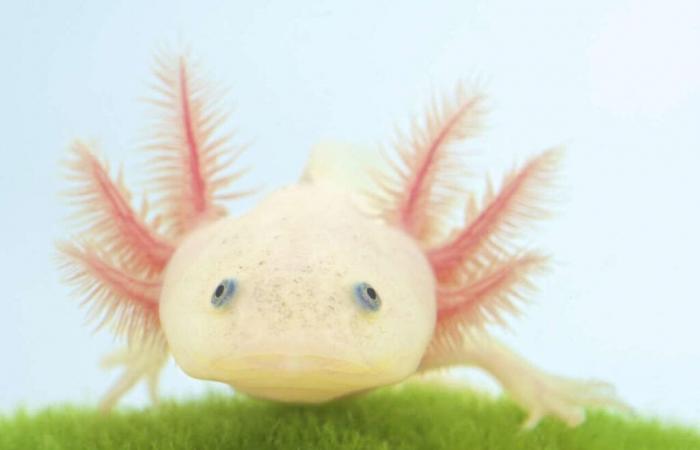 Les axolotls arrêtent de vieillir après le premier tiers de leur vie