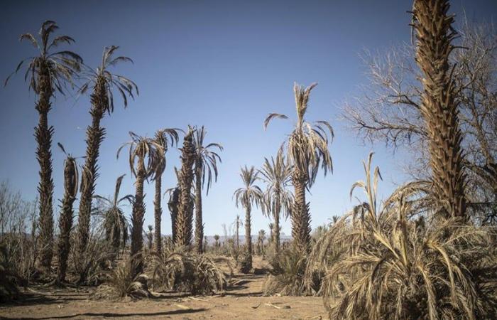 défi pour le Maroc et le Maghreb