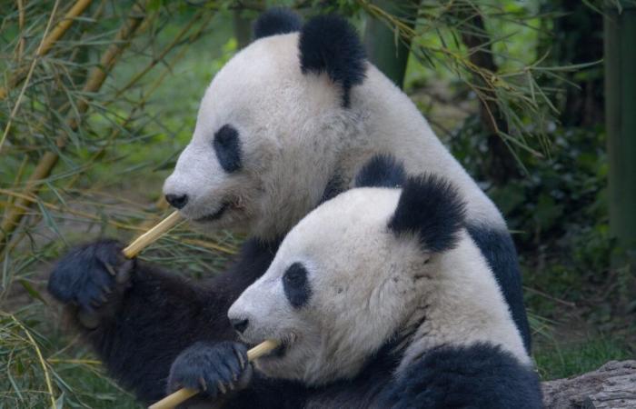 Covid-19, inflation… Les pandas prêtés à la Finlande vont revenir en Chine car ils coûtent trop cher