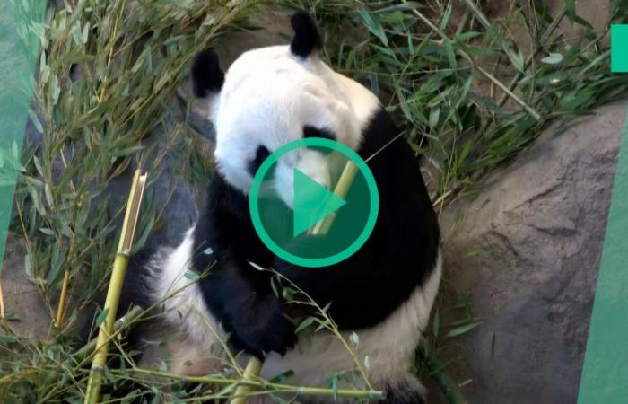 Deux pandas du zoo finlandais seront renvoyés en Chine huit ans plus tôt que prévu