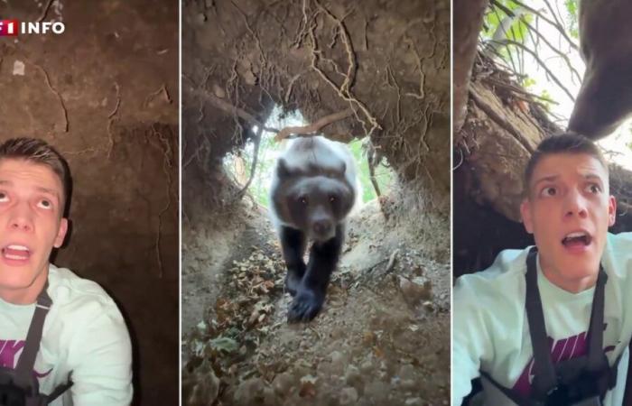 Cette vidéo virale d’un jeune homme face à un ours est-elle authentique ?