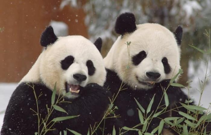 Des pandas finlandais renvoyés en Chine à cause de l’inflation