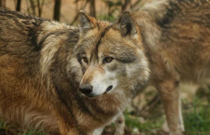 “un sérieux revers pour la conservation de l’espèce”, dénoncent les associations