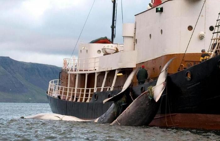 La chasse commerciale à la baleine ne peut pas reprendre après l’échec des négociations