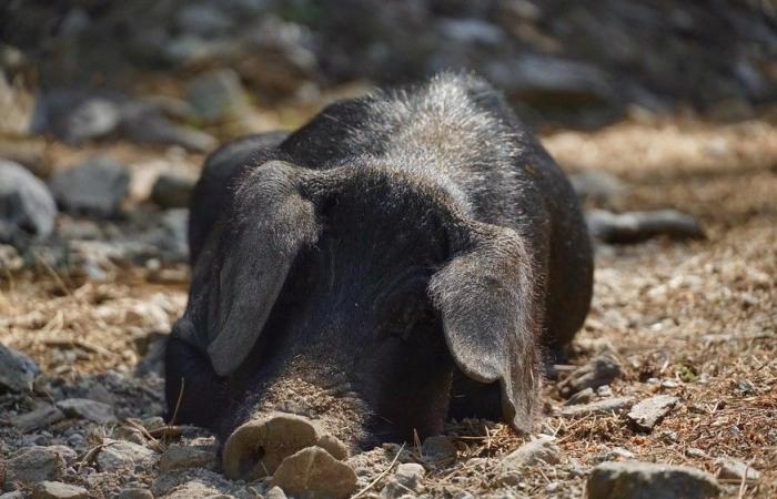 38 photos qui prouvent que la Corse est l’île la plus laide du monde