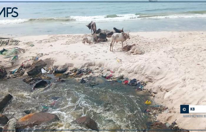 une entreprise privée et ses partenaires lancent une journée de nettoyage des plages – Agence de presse sénégalaise