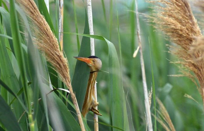 le concours photo Déclic nature a rendu son verdict à Prades