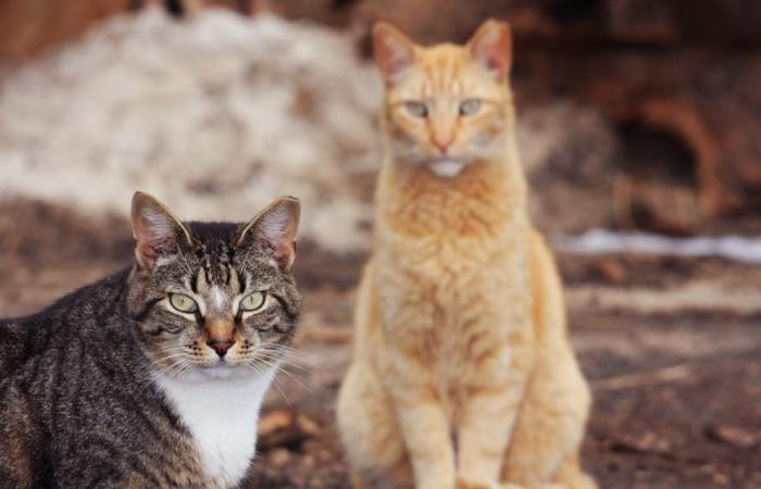 Le piégeage des chats sauvages va commencer au milieu des plaintes : la police de North Haven