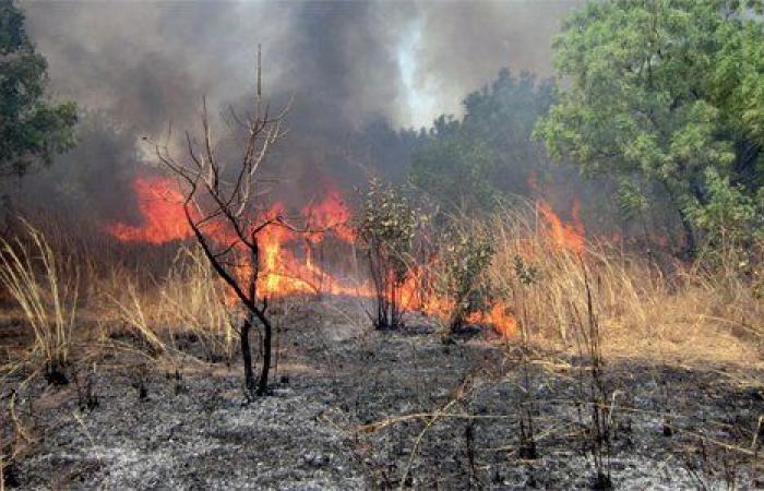 Incendies enregistrés dans plusieurs wilayas