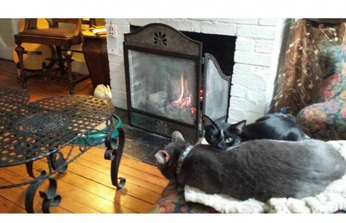 Tombez amoureux des chatons handicapés et rencontrez un héros du sauvetage des chats