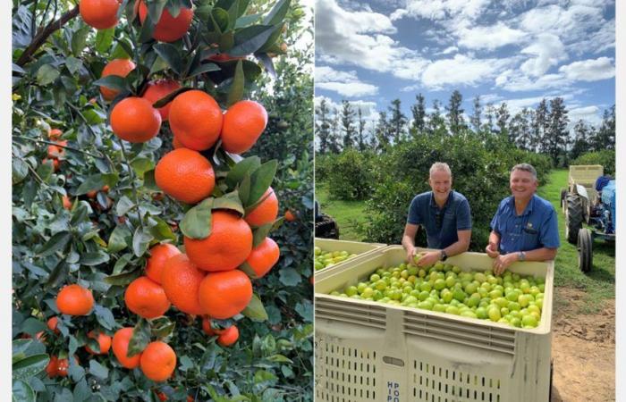 « Prix élevé mais stable pour les oranges sud-africaines »