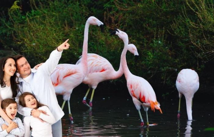 3 parcs animaliers et botaniques à visiter ce week-end dans le Morbihan pour une escapade inoubliable en Bretagne ! Emmenez votre famille dans l’un de ces lieux du Morbihan