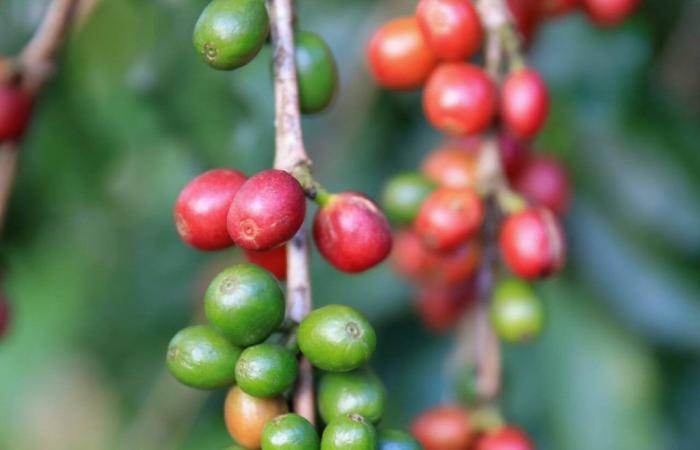 Le changement climatique sur le prix du café