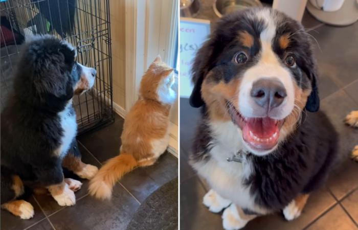 Rires alors qu’un chiot bouvier bernois essaie, et échoue, de coexister avec un chat