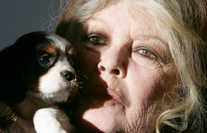 Personnes. Brigitte Bardot fête ce samedi ses 90 ans, entre solitude et combat