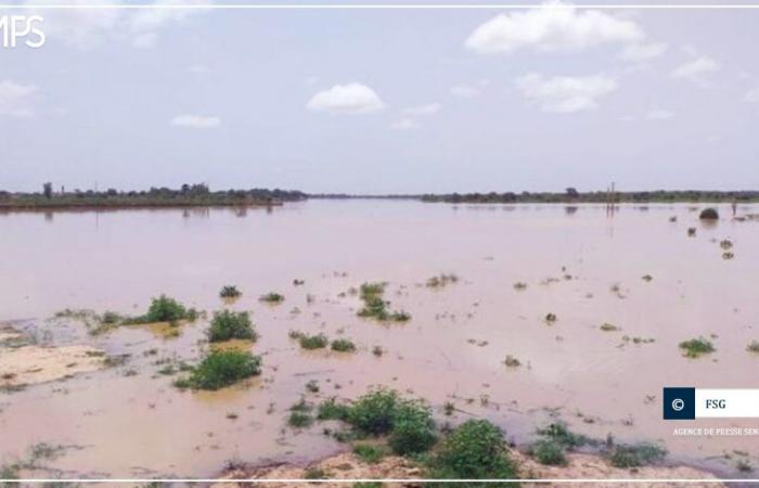 plus de 120 hectares de riz immergés à Ndouloumadji Dembé et Woudourou – Agence de presse sénégalaise