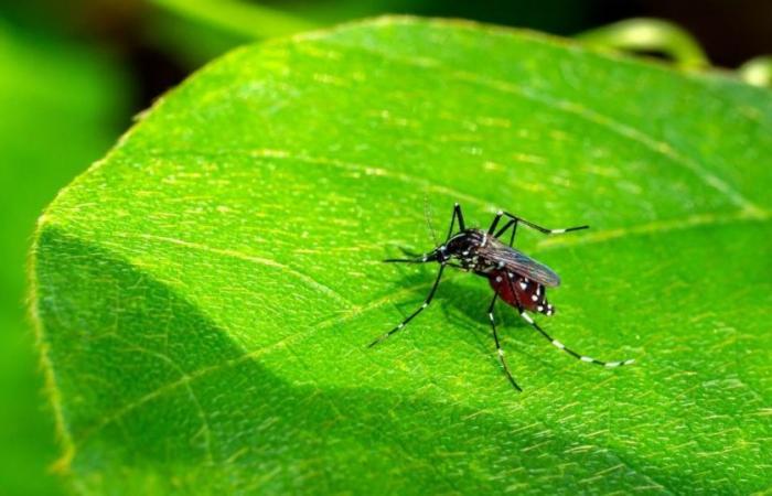 Ces arbres repoussent les moustiques et préviennent la dengue