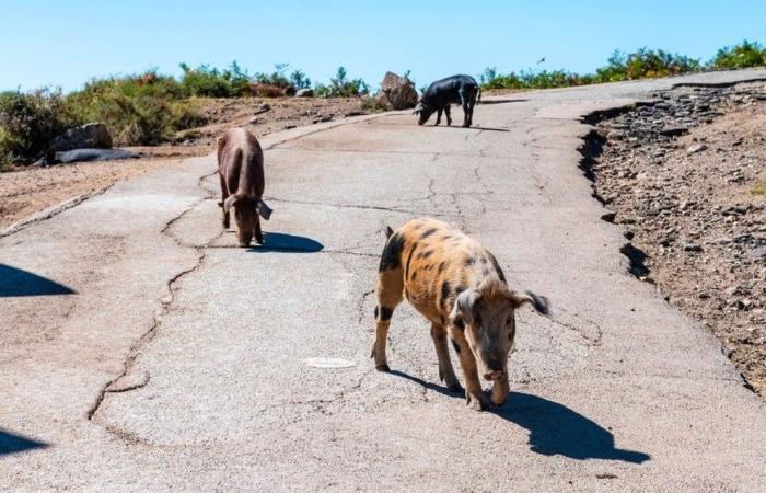 38 photos qui prouvent que la Corse est l’île la plus laide du monde