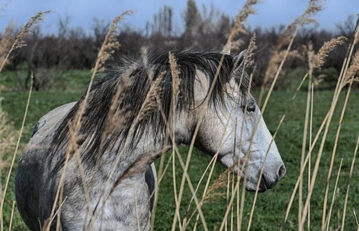 What a Trip, journée cheval, Ciné-relax… des idées pour ce dimanche 29 septembre