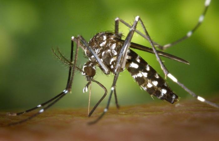 Un cas de dengue détecté à Gignac-la-Nerthe, une mission de démoustication lundi