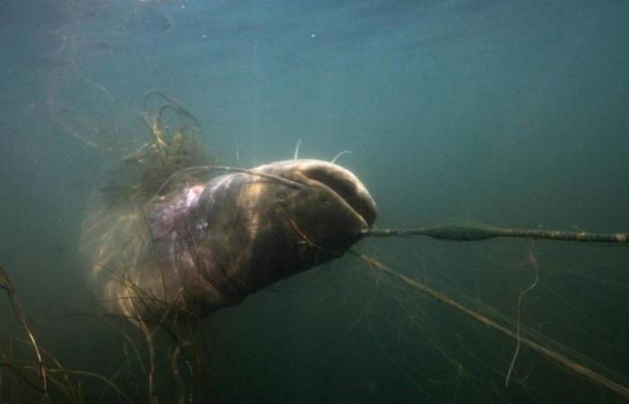 considéré comme nuisible, le poisson-chat est dans le viseur des autorités en Gironde