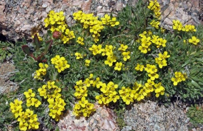 La flore laurentienne, d’hier à aujourd’hui