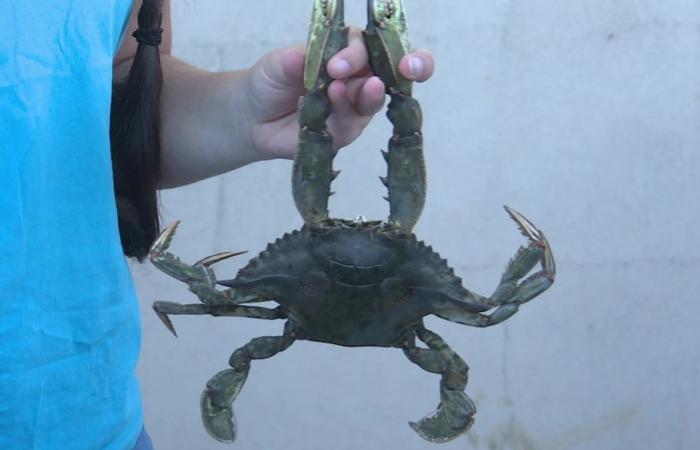 Face à la prolifération du crabe bleu, une journée de sensibilisation organisée à l’étang de Biguglia