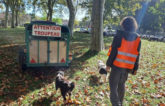 Maloë, 16 mois, a appris à marcher dans les estives