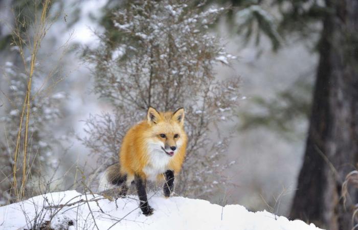 Maître Renard est un mélomane