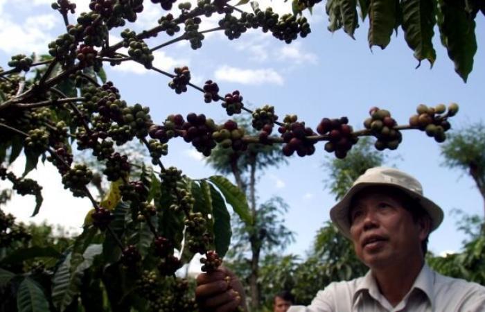 Avec la hausse des prix du café sur le marché, cette tasse de java pourrait-elle être un choc pour votre portefeuille ?