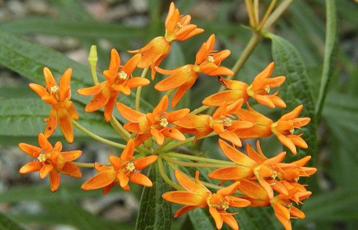 La flore laurentienne, d’hier à aujourd’hui