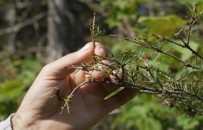 La tordeuse des bourgeons de l’épinette gagne du terrain en Chaudière-Appalaches