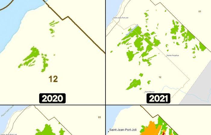 La tordeuse des bourgeons de l’épinette gagne du terrain en Chaudière-Appalaches