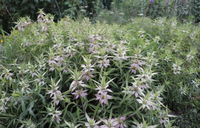 La flore laurentienne, d’hier à aujourd’hui