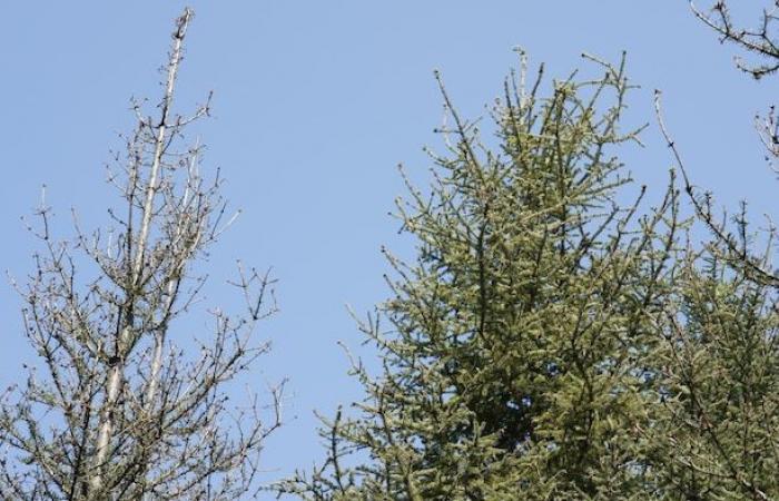 La tordeuse des bourgeons de l’épinette gagne du terrain en Chaudière-Appalaches