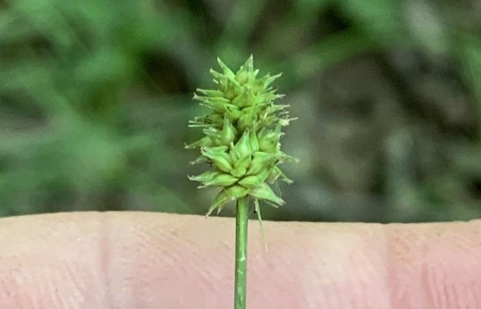 La flore laurentienne, d’hier à aujourd’hui