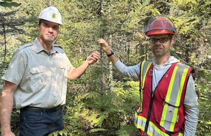 La tordeuse des bourgeons de l’épinette gagne du terrain en Chaudière-Appalaches