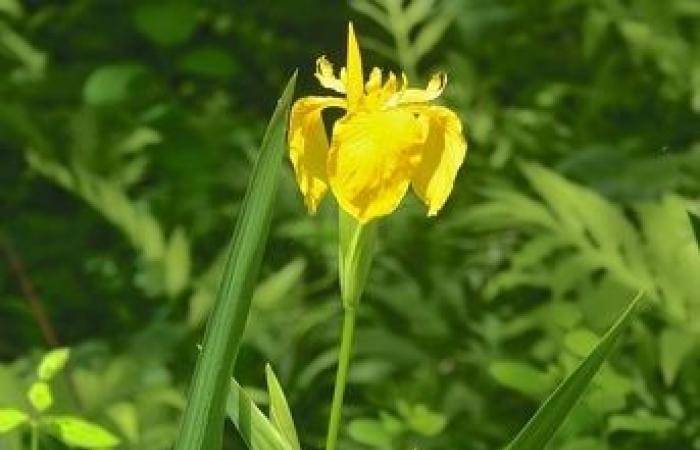 La flore laurentienne, d’hier à aujourd’hui