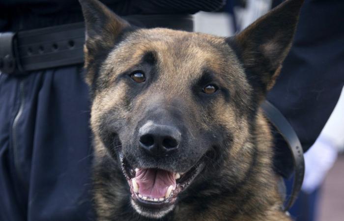 le patron de la SPA en colère contre l’explosion des abandons malinois