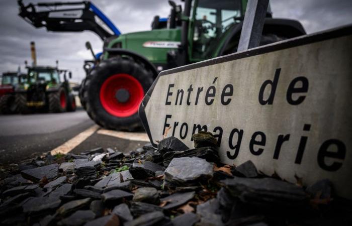 « Lactalis est un bandit »… La baisse de la collecte de lait pourrait-elle mettre en danger le troupeau français ?