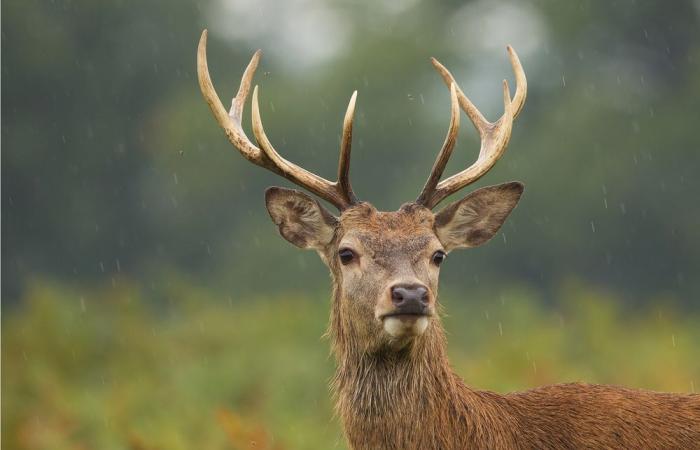 Traqué par un équipage de chasse, un cerf se réfugie devant la gendarmerie