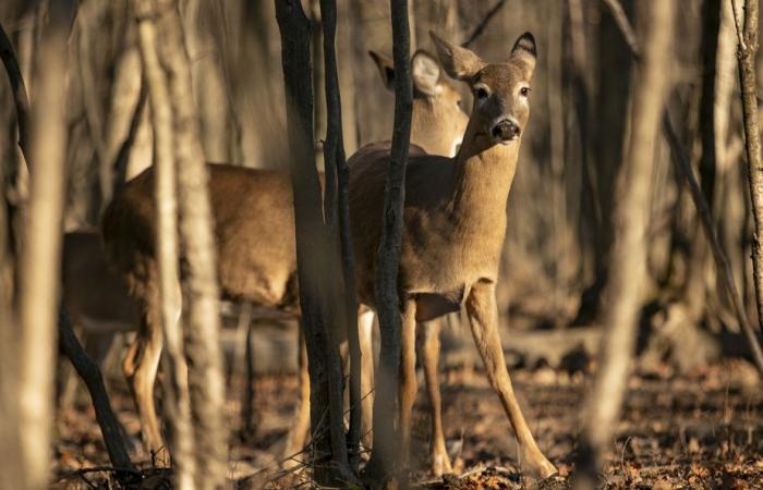 Cerf de Longueuil | Des centaines d’accidents de la route