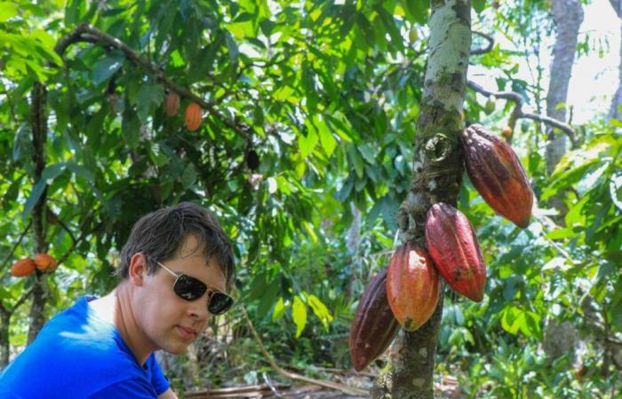 Les prix du cacao augmentent de 10%