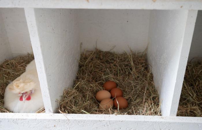 A participatory henhouse in Plan-les-Ouates