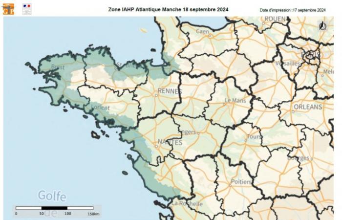 Face à la grippe aviaire, un périmètre de surveillance dans la zone côtière sur toute la Bretagne