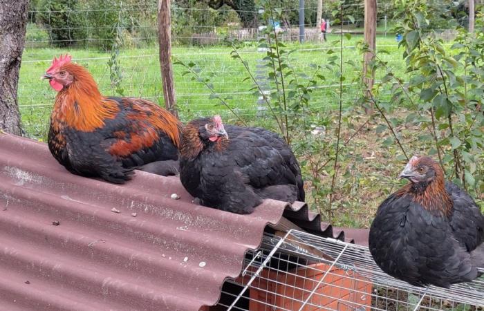 A participatory henhouse in Plan-les-Ouates