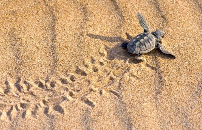 des bébés tortues bien protégés