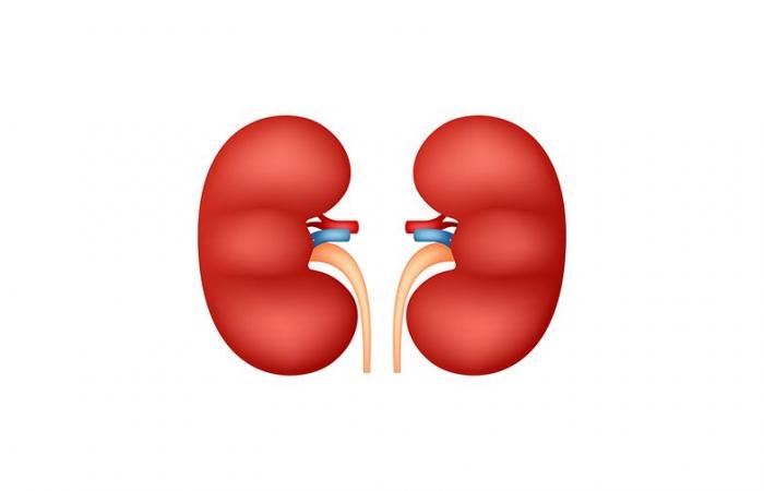 Une percée dans l’évaluation des biomarqueurs en transplantation rénale