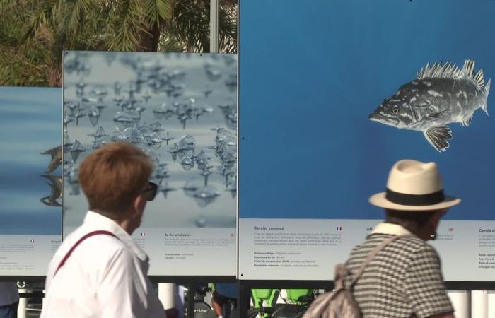 Sur la Promenade des Anglais à Nice, un photographe expose les beautés du sanctuaire Pelagos